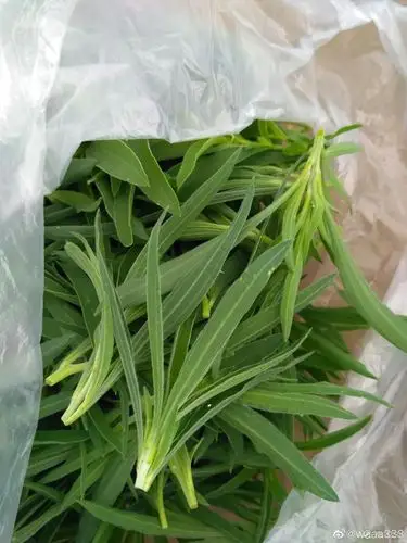 花花小时候最喜欢吃的就是扫帚苗了,特别是刚冒出来的时候,嫩嫩的扫帚