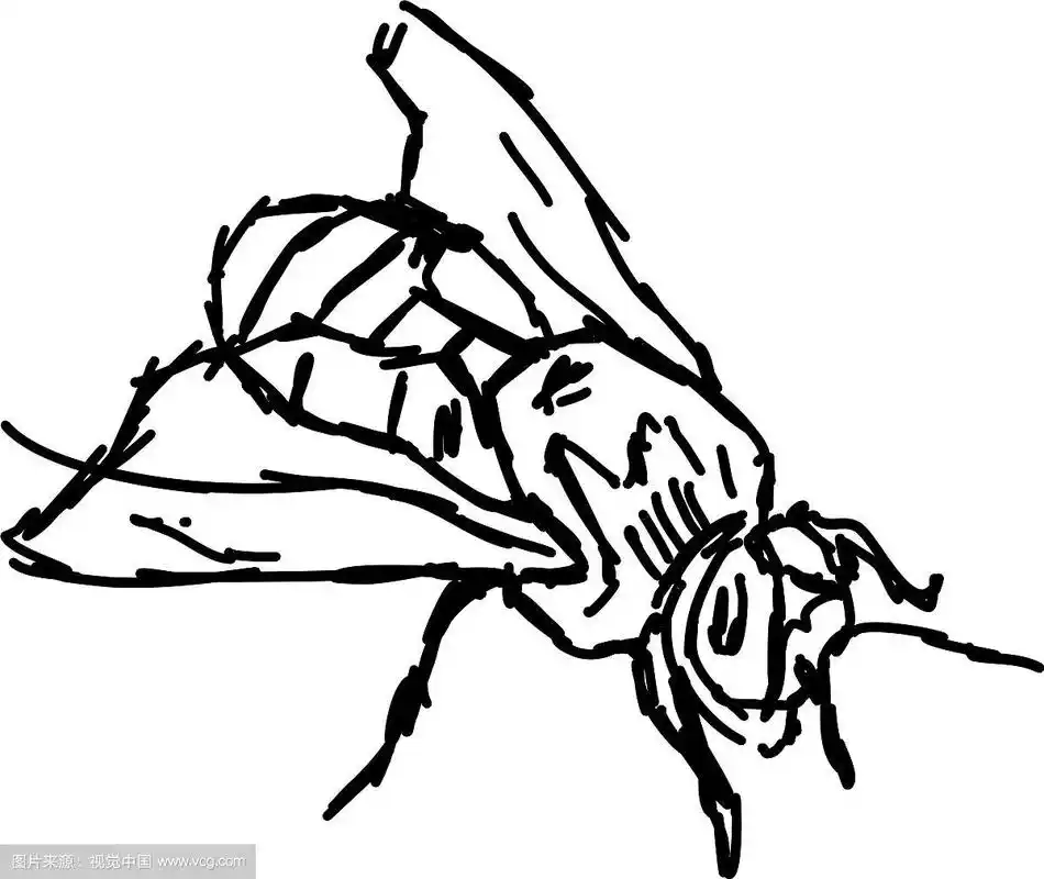 白色背景上的蜜蜂素描