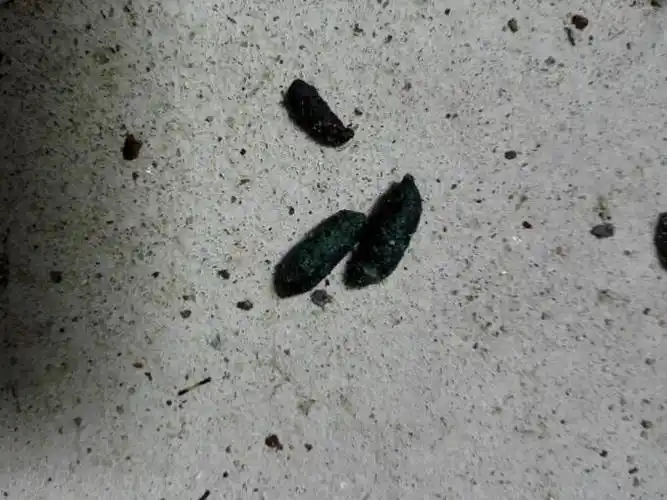 牧源商贸专业高效灭鼠方案