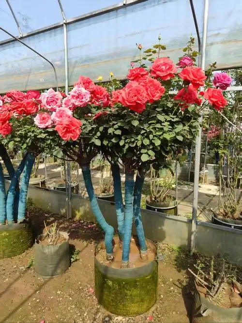 树桩月季,又称"月季树",是通过园艺手段将月季枝条嫁接于蔷薇科树桩