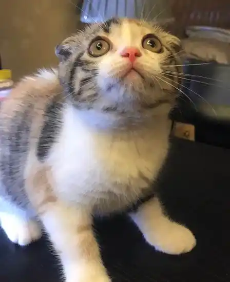 自家虎斑高白 三花折耳mm 同城低价转让