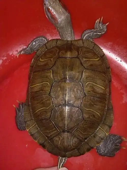 求专家,这个巴西龟年龄多大了?