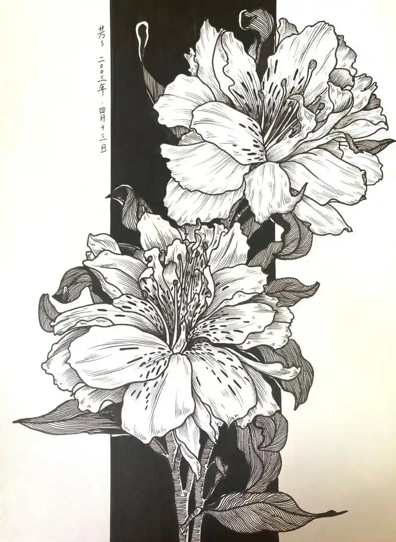 黑白画花卉(33张)/六初花 附过程图,禁止商用,临摹请标注出处 材料