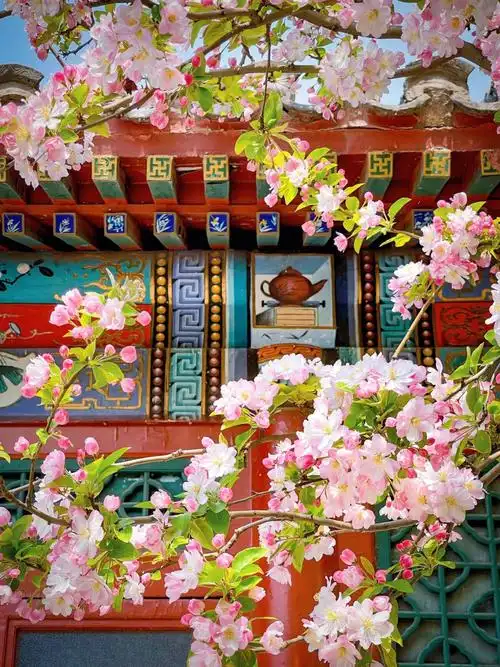 北京春天元大都西府海棠72治愈系粉色花海