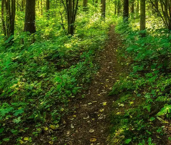 茂密的树林深处摄影图手机壁纸