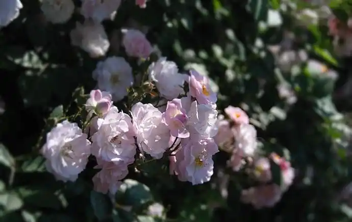 世界上第一名最美的花最凄楚灿烂的荼蘼花代表感情的终结