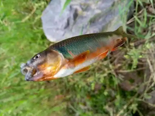 小时候钓上此鱼总爱显摆,如今家乡的小河里近乎绝迹|马口鱼|马口|家乡