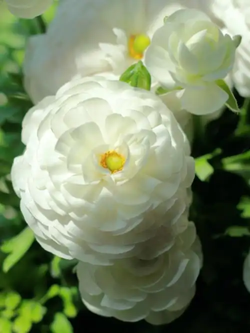 我的梦中情花白色洋牡丹花毛茛盛世美颜