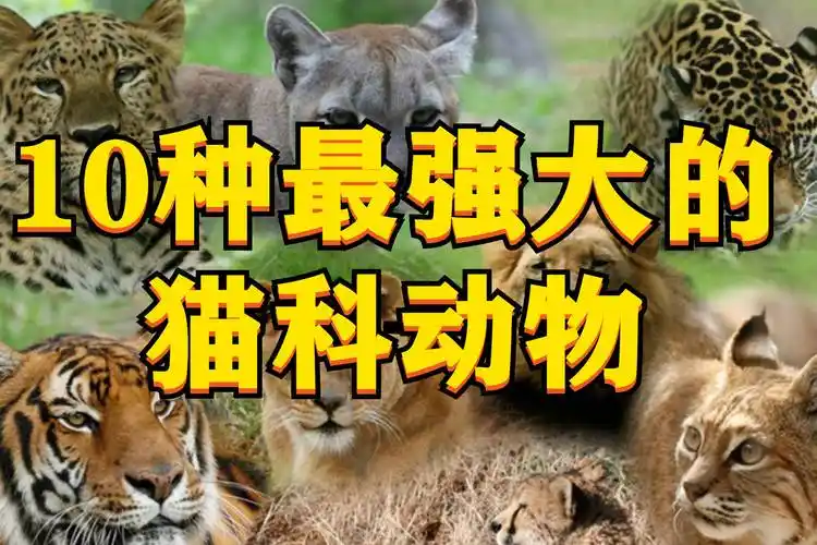 盘点世界上最强大的10种猫科动物东北虎体型最大但只能屈居第2