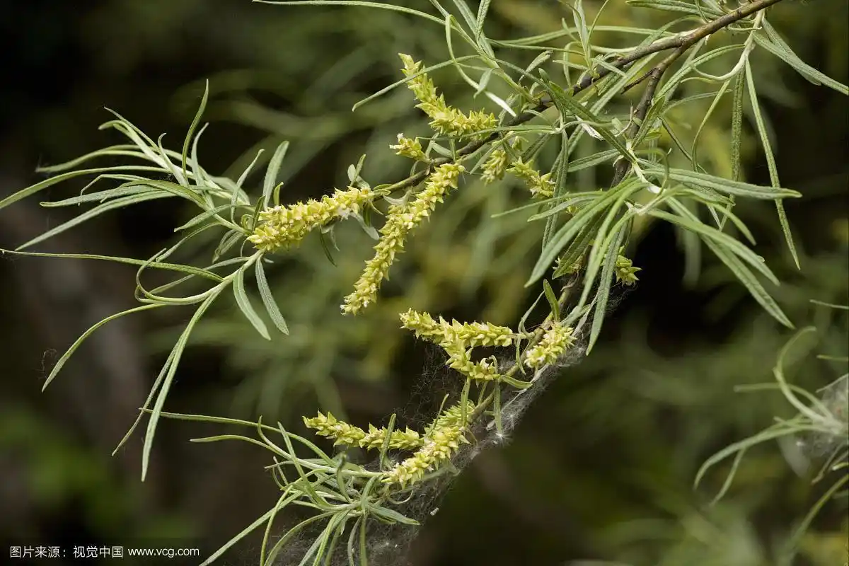 白柳树(柳)女在果,比利牛斯,西班牙,欧洲
