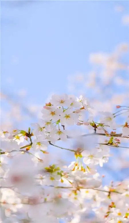 春天唯美粉色桃花手机壁纸图片_一组桃花意境图片素材