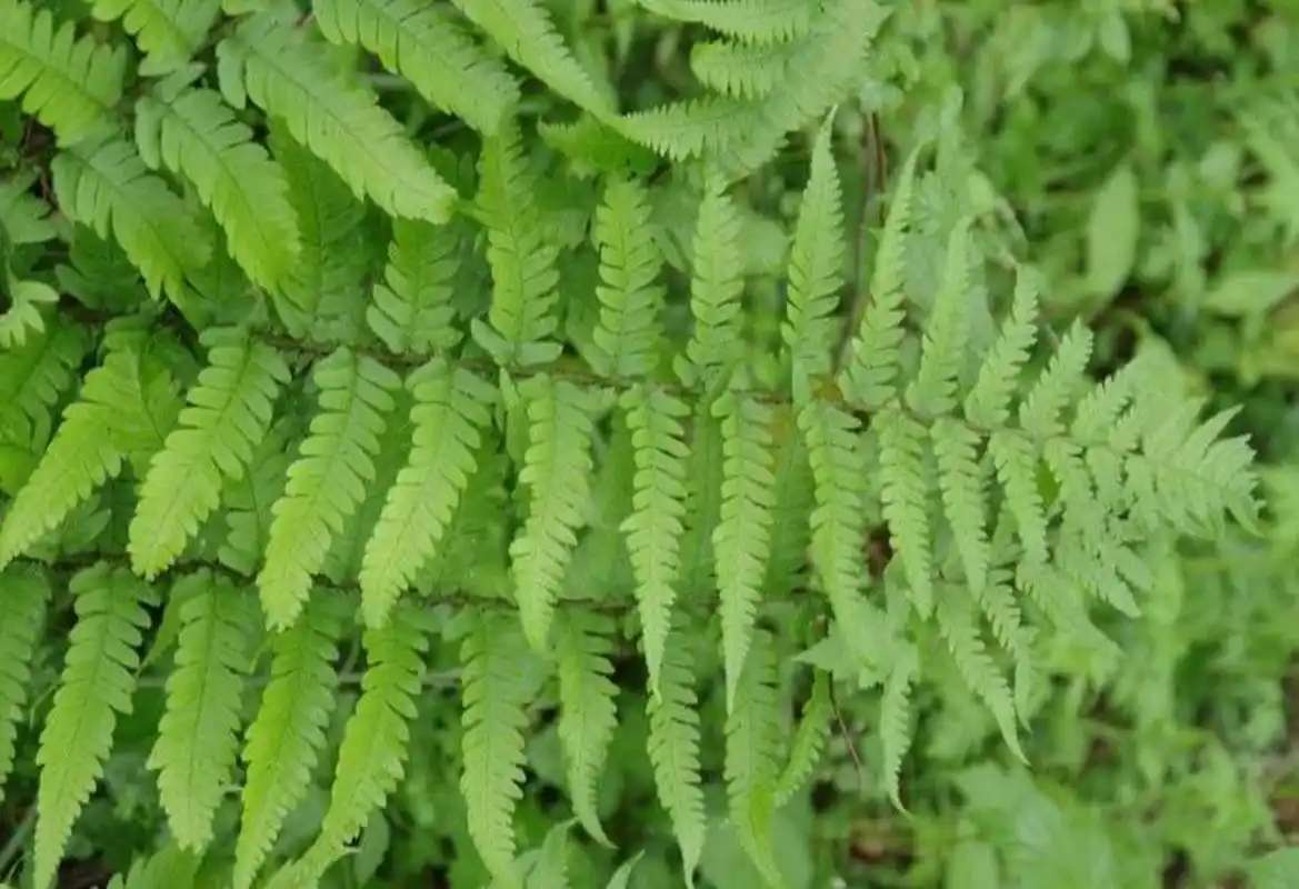 记录认识的中药材 13 | 凤尾草 99药材名: 凤尾草(凤尾蕨科) 99