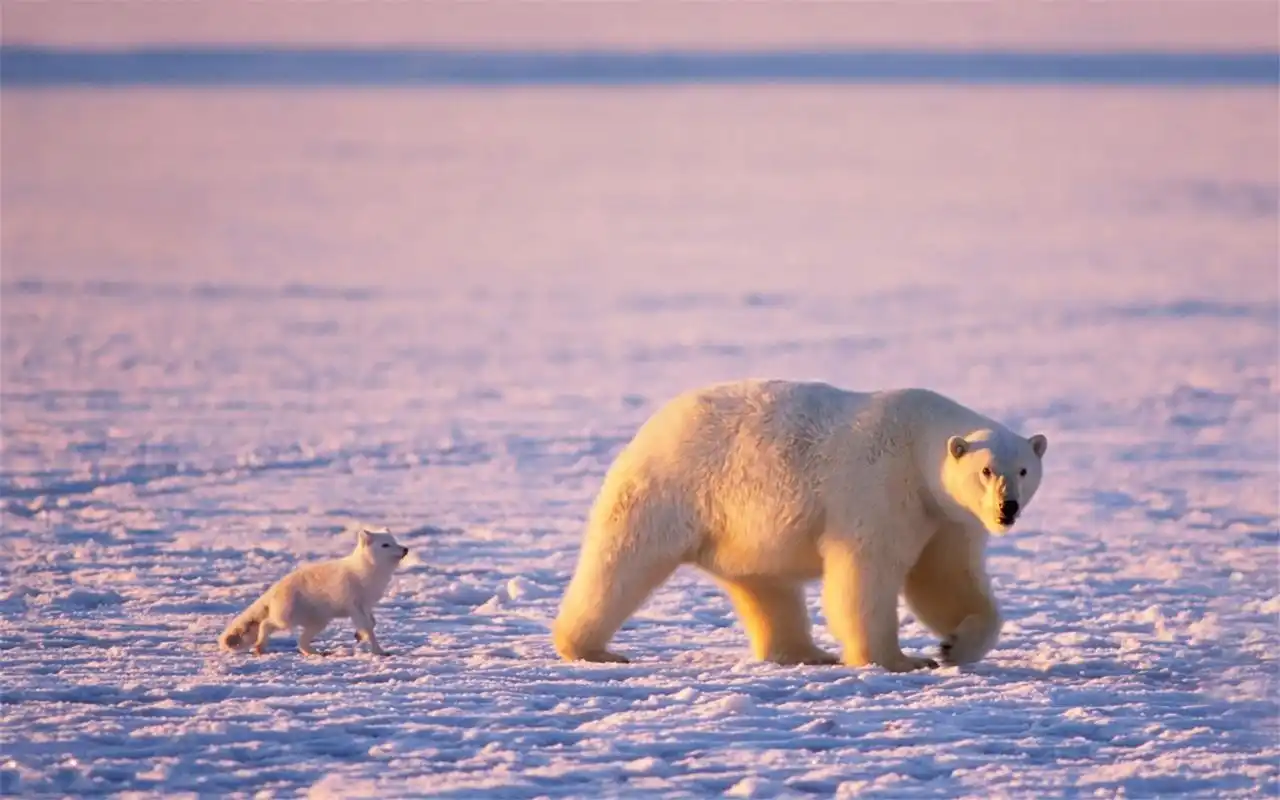 夕阳黄昏下的可爱北极熊高清摄影图片桌面壁纸