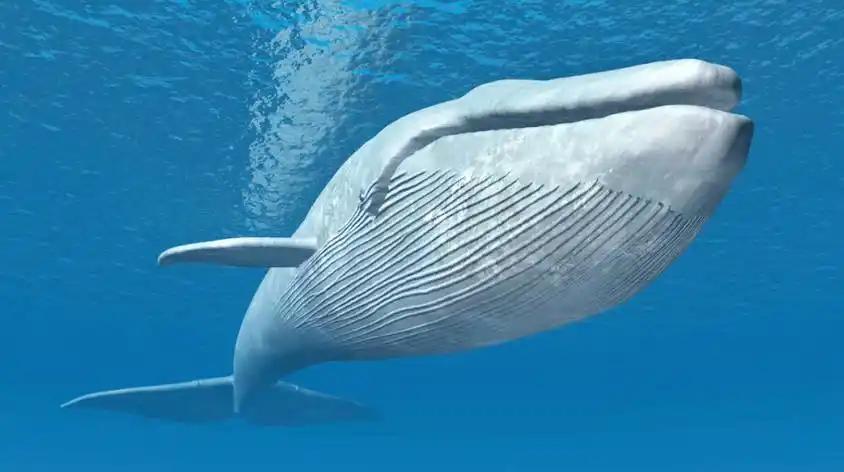 世界上最大的座头鲸有多大视频在线观看 - 西瓜视频