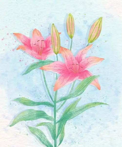 原创水彩插画～百合花