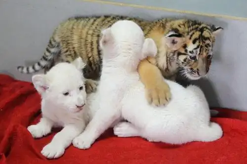 飞行日记,heartbreakers,原始英文,元娘安瑾萱,假体隆