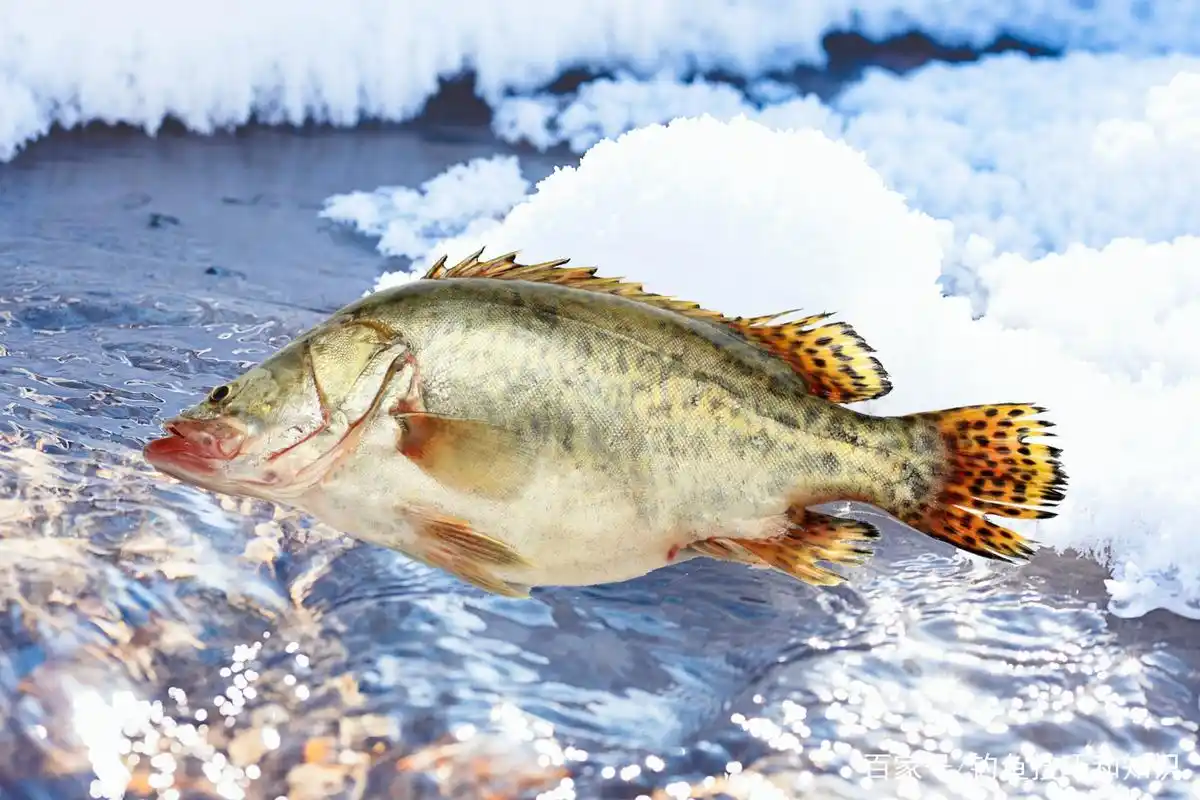 哪里的淡水鱼最好吃?东北的三花一岛可谓是笑傲江湖