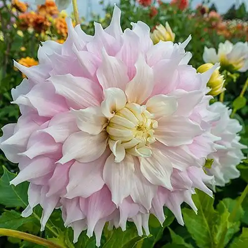 预售【进口大丽花种根】矮株 球根花多年生宿根极易繁殖