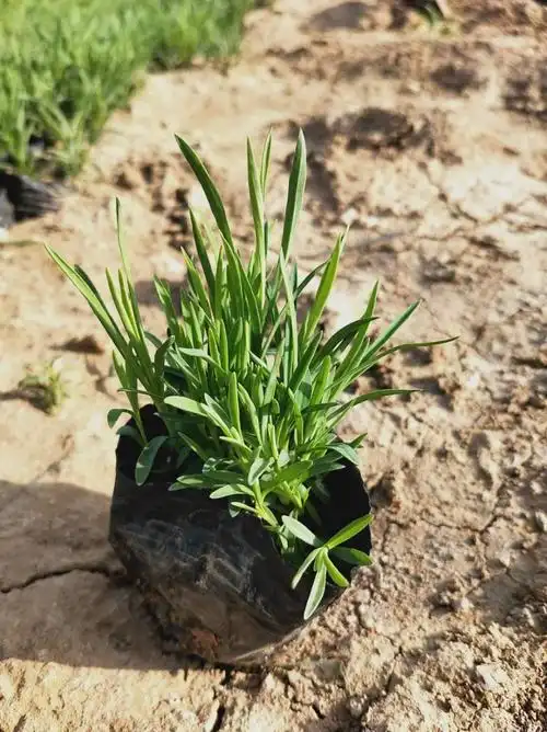 地被石竹地被石竹杯苗地被石竹营养杯苗