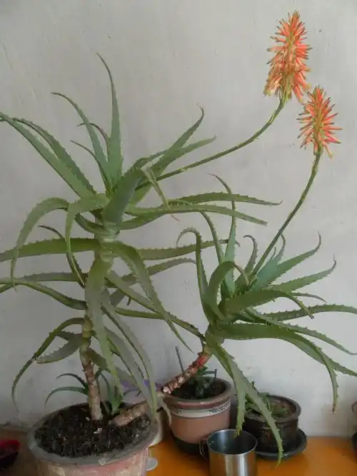 龙爪的功效与作用有哪些 龙爪和芦荟的区别是什么