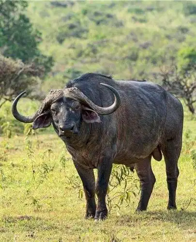 非洲水牛