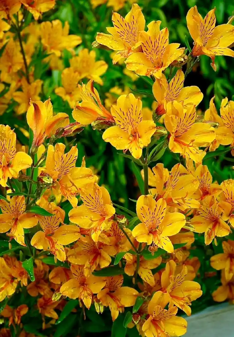 每年的六出花开成了花海,美不可言.养花园艺. 能不能夏天就坐在椅子上