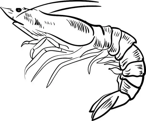 虾画在白色的背景图片下载