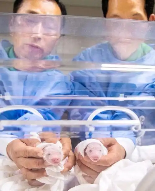 爱宝双胞胎幼崽吃奶