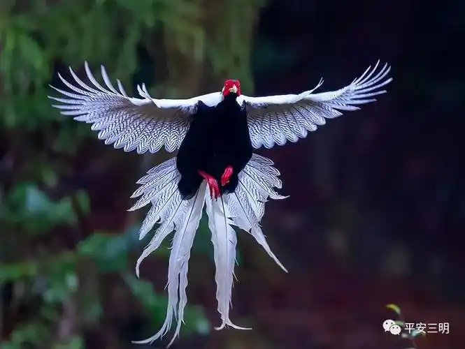 01案发后,经林业技术人员鉴定,"寒鸡"学名:白鹇,属国家二级保护野生