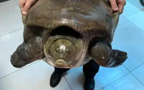 绿水青山就是金山银山 紫阳警民救助一只32斤巨鳖