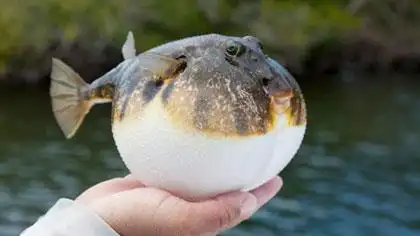 河豚是海里的还是河里的两者有哪些区别