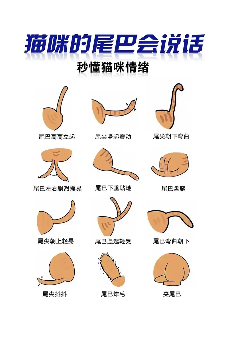 12种猫咪尾巴的秘密.猫咪的尾巴会说话,你都知道哪些?#猫言 - 抖音