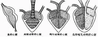 一,鱼纲:  1,心脏结构:一心房一心室  2,血液循环:一条途径   二,两栖