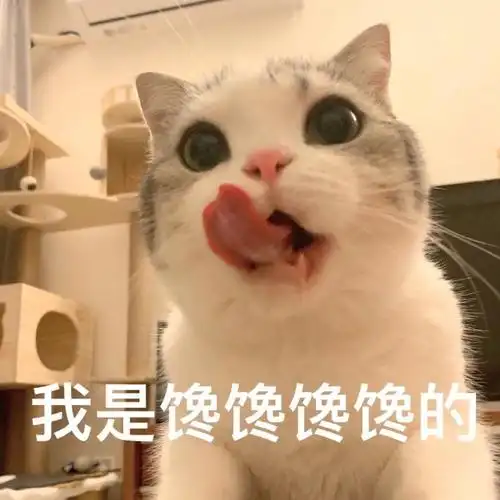 萌宠喵星人我是馋馋的我要吃东西呆萌可爱gif动图_动态图_表情包下载