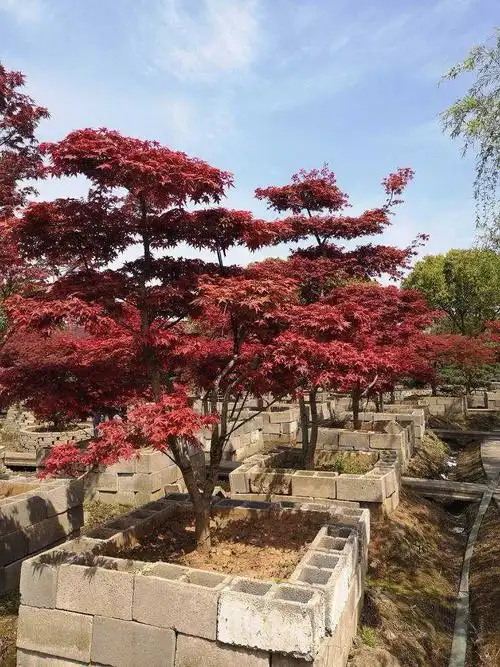 造型日本红枫基地批发