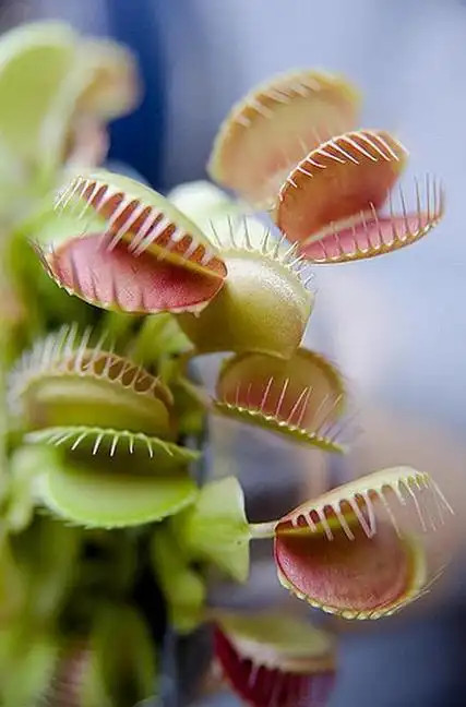 实拍食肉植物吃掉动物瞬间,不敢相信这竟是真的!