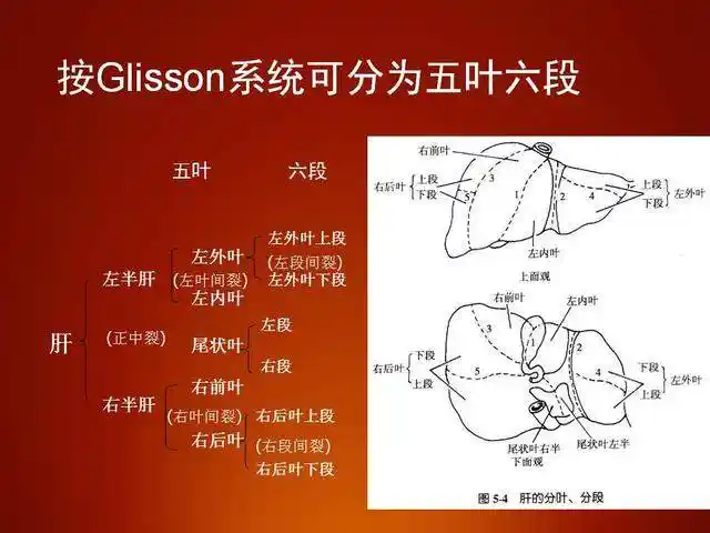 肝脏的分几叶?临床如何应用?