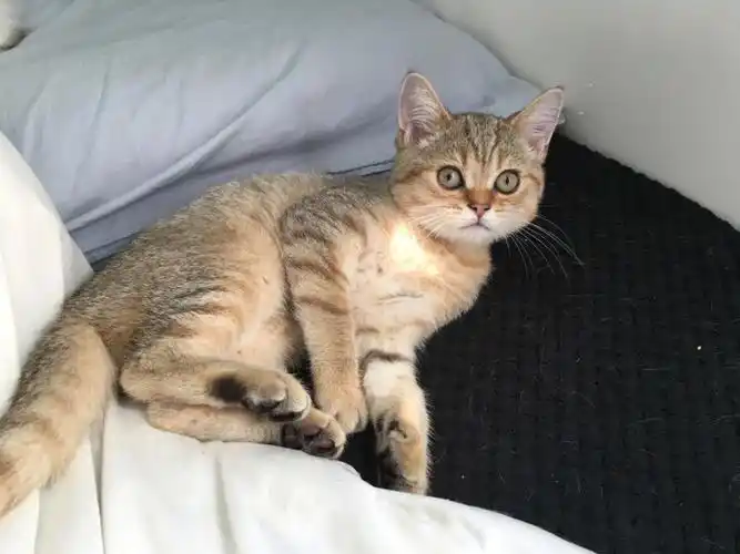 英国伦敦金虎斑英短