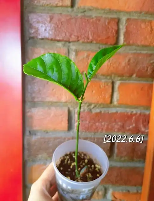 菠萝蜜盆栽小苗二