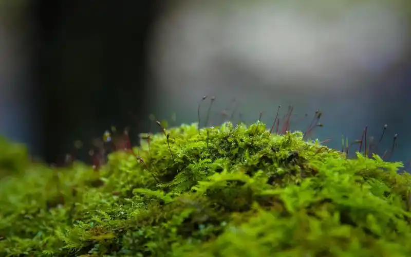 翠绿又小清新的青苔美景,植物-回车桌面