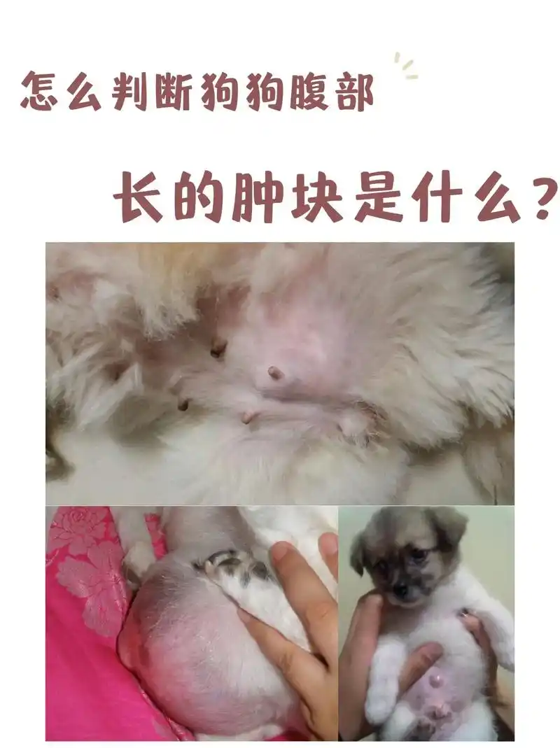 92 狗狗腹部 长的肿块原来是这个98.