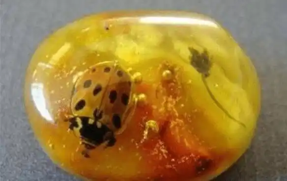 4100万年前,一对苍蝇在交配时变成琥珀,世界上尴尬之