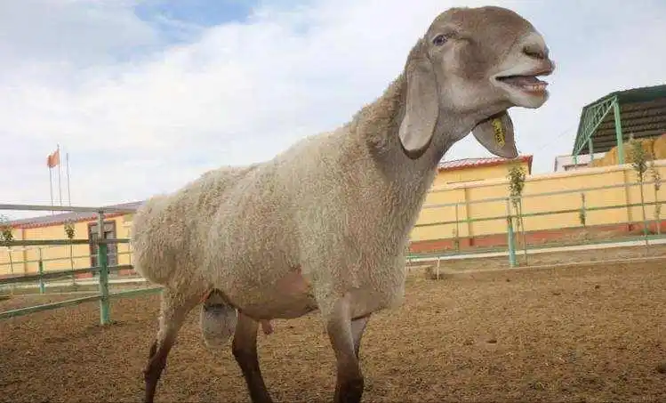 世界上最贵的4种羊:一只价值1200万,凭啥卖到这么贵?