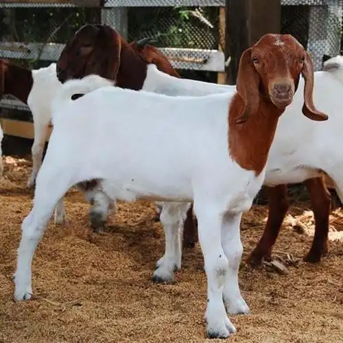 西门塔尔牛波尔山羊