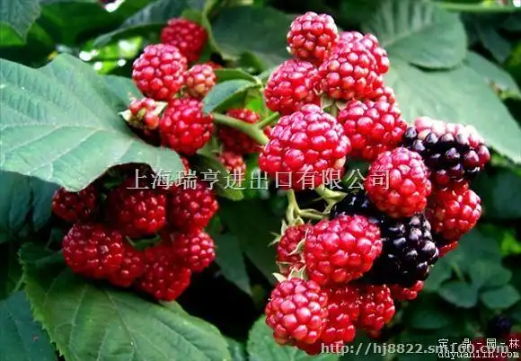 上海专线进口芬兰水果树莓见过航线报关代理公司