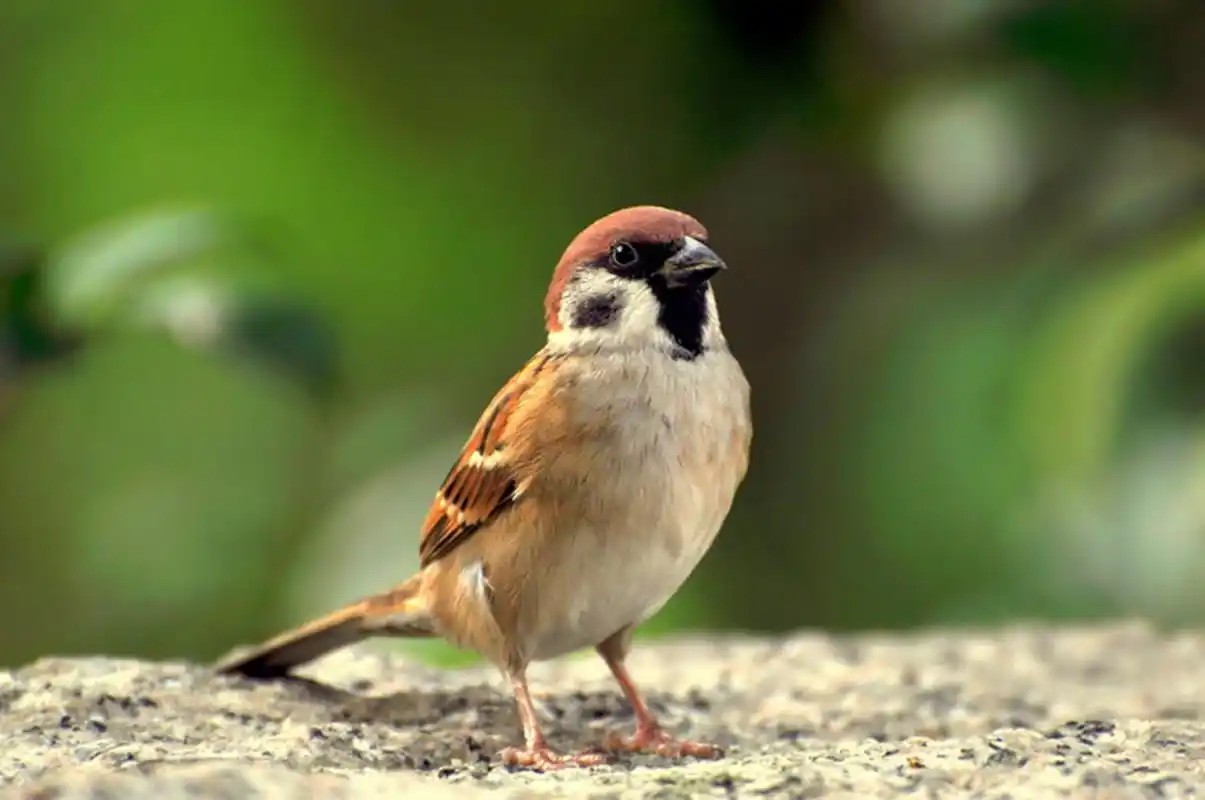 这些苏联麻雀并没有因为换了地方发生水土不服,在中华大地上也生活的