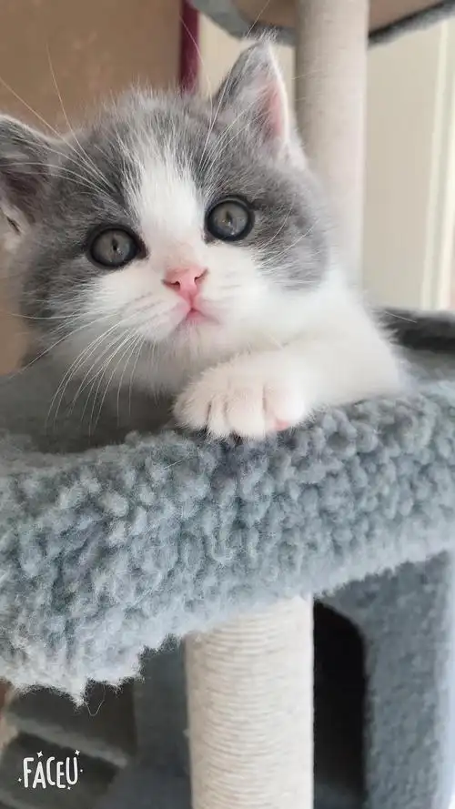 小尝领养英短蓝白弟弟