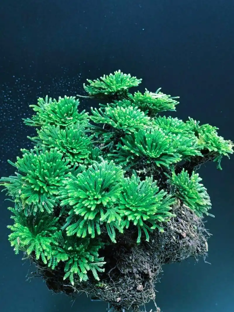 九死还草小叶卷柏盆景盆栽微假山绿色植物 九死还草1窝16-18 不含盆