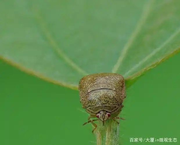 初出的小蝉若虫.