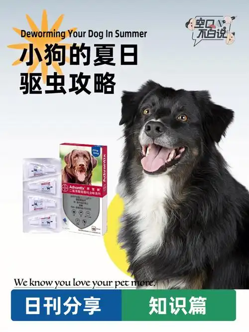 狗狗驱虫攻略体内外驱虫药怎么选